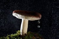 Champignon mit 2 Tropfen