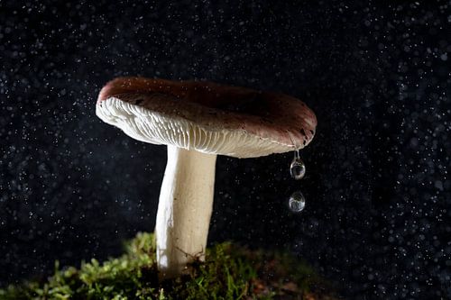 mushroom with 2 drops