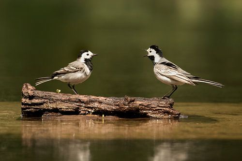 Kwekkende kwikstaartjes