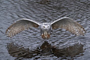 flying snowy owl by Egon Zitter