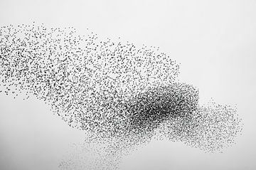 Spreeuwen in een bewolkte lucht aan het eind van de dag van Sjoerd van der Wal Fotografie