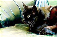 Schwarze Katze