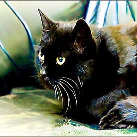 Schwarze Katze von Margitta Frischat