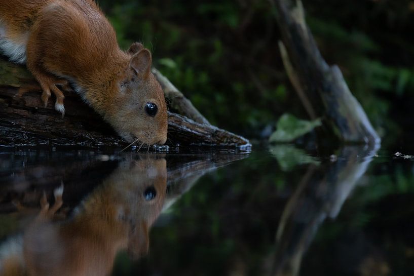Drinking squirrel by Roy Kreeftenberg
