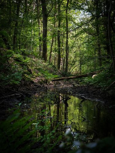 Reflection in the forest