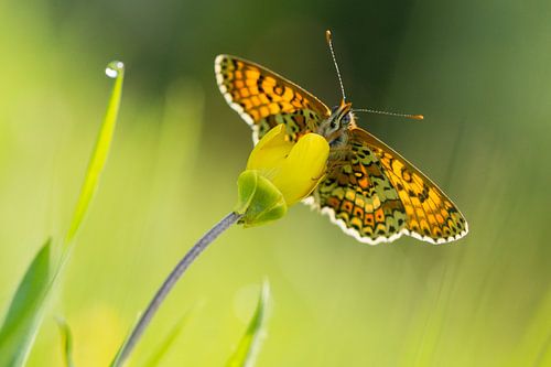veldparelmoervlinder frontaal en met tegenlicht