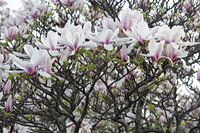 Magnolienblüte im Frühling in Würzburg im Detail
