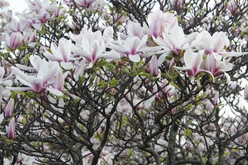 Magnolienblüte im Frühling in Würzburg im Detail