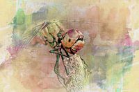 Libelle