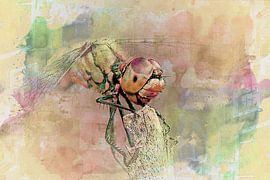 Libelle von Burkhard Kohnert