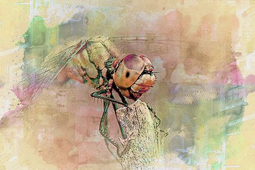 Libelle sur Burkhard Kohnert