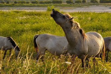 Konikpaarden in de Ooijpolder van Alice Berkien-van Mil