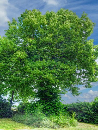 Hofkalk Götterswickerhamm