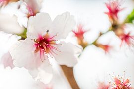 Cherry Blossoms in White Silence by Patrick Kilb