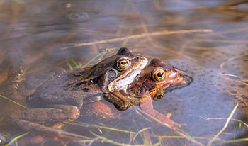 Paarung grüner und roter Frosch im Wasser der Oostvaardersplassen