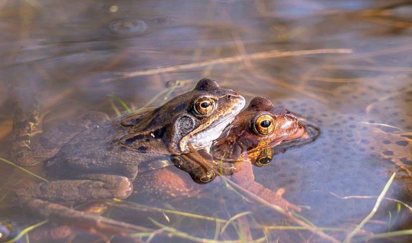 Paarung grüner und roter Frosch im Wasser der Oostvaardersplassen von John Ozguc