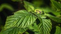 Laubfrosch