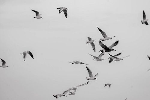 Vögel | Küstenlandschaft | Niederlande | Poster | Kunstfotografie