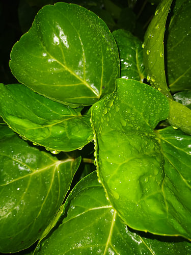 Fresh Leaf