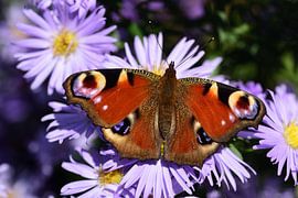 Ein bunter Schmetterling