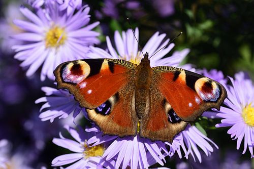 Een kleurrijke vlinder