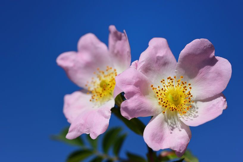 Wilde Rosen vor blauem Himmel von Ulrike Leone