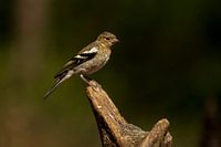 Finch