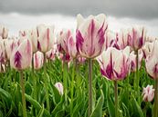 paars wit tulpenveld van Martijn Tilroe thumbnail