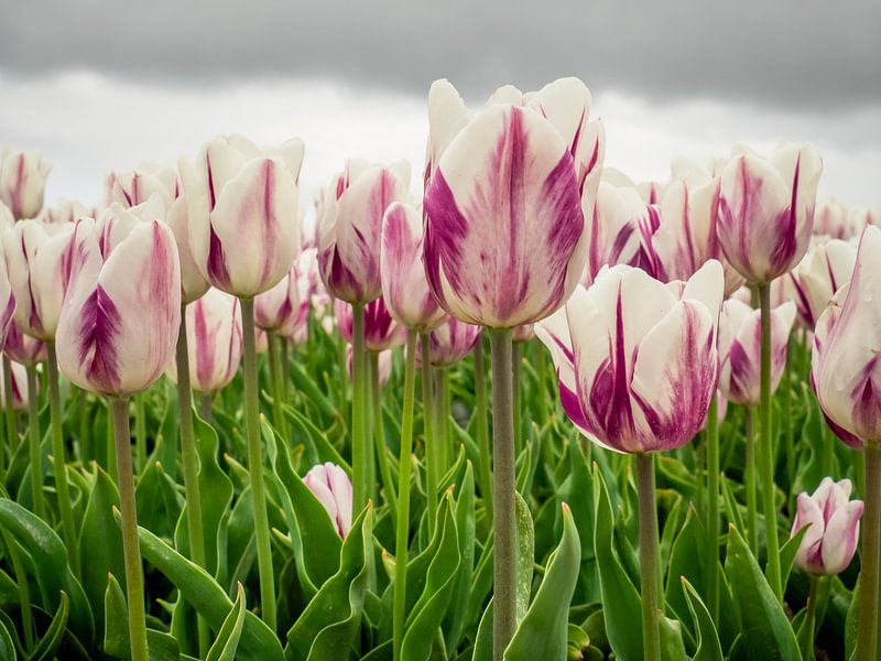 paars wit tulpenveld van Martijn Tilroe