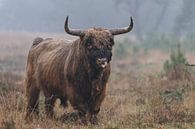 Le taureau écossais Highlander par Menno Schaefer Aperçu
