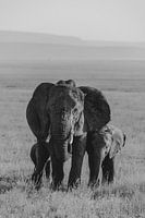 Elephant family | Reisfotografie Tanzania | Wall art | Wanderlust | Fine art print