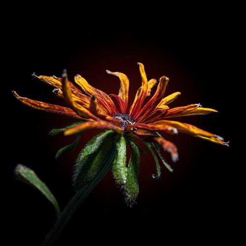 Rudbeckia aan het einde van zijn bloei