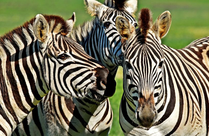 Drie zebra's van Werner Lehmann