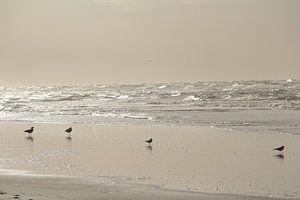 Zeemeeuwen op het strand von Clicksby JB