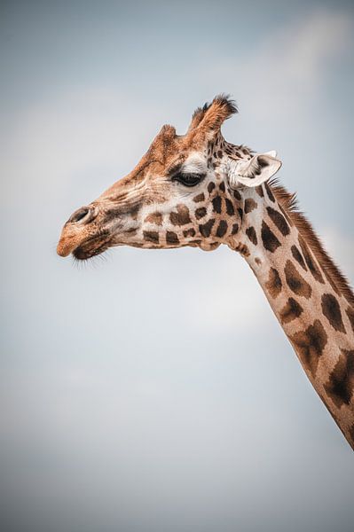 Gijsje the giraffe by Mark de Rooij