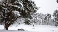 Dutch Snowy Forest Landscape Photo, Winter Scene in The Netherlands by Martijn Schrijver thumbnail