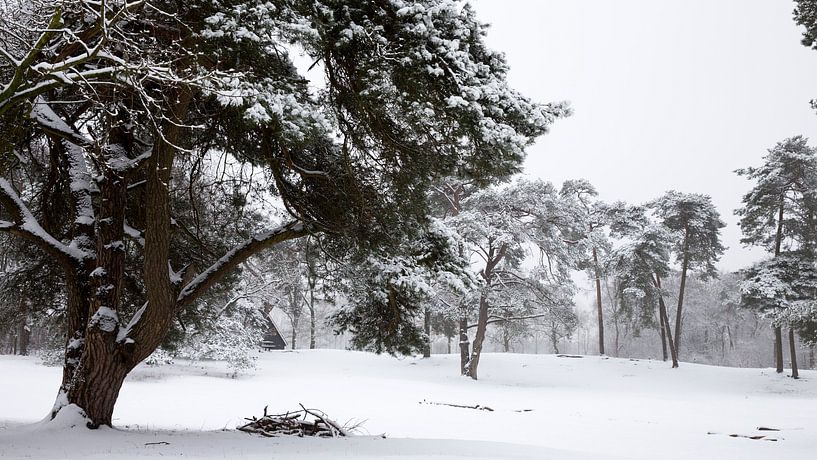 Dutch Snowy Forest Landscape Photo, Winter Scene in The Netherlands by Martijn Schrijver