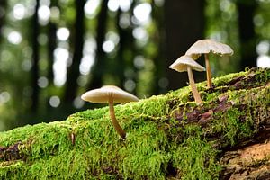 3 Champignons auf einem Stiel