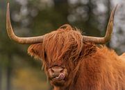 Schotse hooglander van Photo by Krista thumbnail