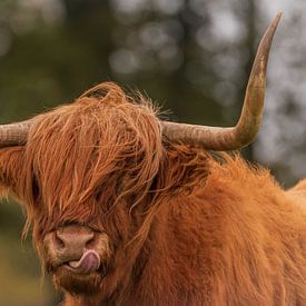 Schotse hooglander van Photo by Krista