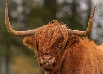 Schotse hooglander van Photo by Krista