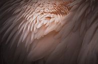 Pink feathers by Sandra Hazes thumbnail