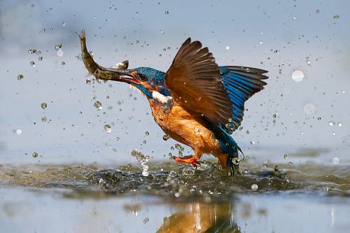 IJsvogel - In een flits