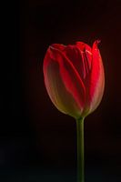 Stilleven van een rode tulp