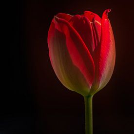 Stilleben einer roten Tulpe von Ellen de Ridder