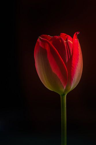 Stilleven van een rode tulp
