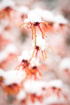 Bloemen in de sneeuw 3 van Robin Schalk
