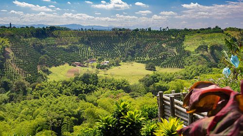 Champs de café colombiens