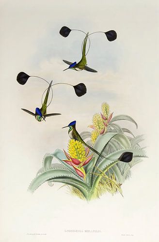 Zwaardnavelkolibrie, John Gould by Teylers Museum