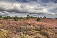 Brunsommerheide